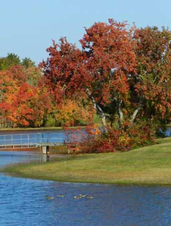 Small pond with ducks surrounded by green grass and large bushes and trees with red, orange, and green leaves